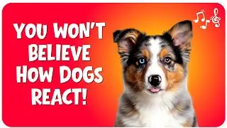 Dog Sound Test 2026 🐶 Sounds for Dogs Reacting Funny