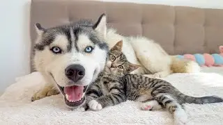 Husky and Tiny Kitten Are the Cutest Best Friends Ever!