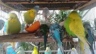 人と同じ食事でインコが健康になる理由【完全保存版】