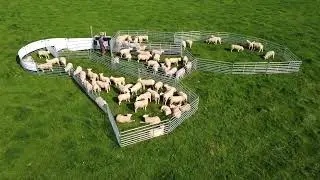 Shepherdsmate Sheep Handling Unit Drone Footage