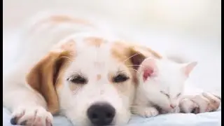 Pet Sleep Music  - Relaxation for humans too.