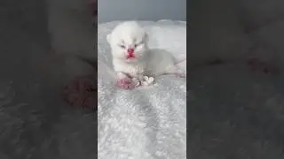 White kitten lucu and the cute 😆 #cat #kitten #anakkucing #catlover