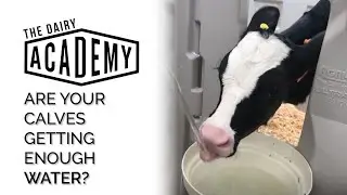 Are your calves getting enough water?