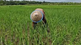 SIMPLE BUT SMART! MANUAL WEED CONTROL METHODS IN RICE FARMING - Agriculture Farming