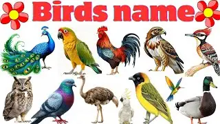 Birds name for kids learning| Birds name in english| Birds name in hindi with pictures 