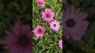 How to propagate your african daisy plant easily #garden #nature #australia #flowers