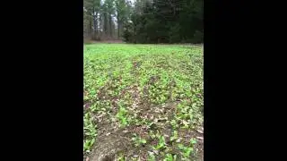 Food Plot diakon radish bow plot WMS Inc