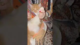 Ocean took a shower #trend #trending #cat #kitten #catvideos #cat #catvideos #catlovers #cat