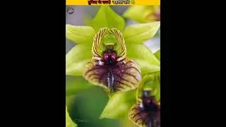 Nature's Most Toxic Plants. #shorts #shortvideo
