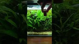 Nano glass aquarium algae clean #fishtank #plants #aquascape