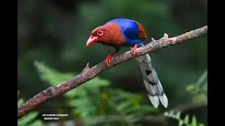SRILANKA BIRDING TOUR by WILDWOOD TOURS OF INDIA