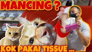 TISU MAGIC. JURUS AMPUH MENANGANI FLU PADA KUCING TAPI BANYAK ORANG TDK TAU. P3K FLU BERSIN KUCING