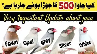 All java 500 rupay jora hojaega | java prce down Update | fawn java | white java | silver java