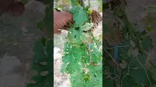 #farming machan।