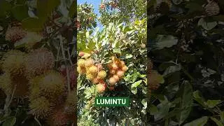 LUMINTU BUAHNYA #rambutan #rambutanfruit #rambutanbinjai #buah #buahsegar #petikbuah #panen #harvest