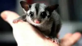 CUTE AUSTRALIAN ORPHAN BABY WOMBAT FEEDING & PLAYING   Funny Baby Videos