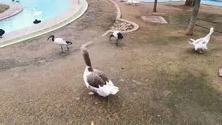 Bird park Ramoji Film City 