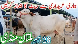 Today Multan Cow Mandi 2025 Video | Multan Mandi Latest Update | Cholistani Brahman Sahiwal Bachre🔥