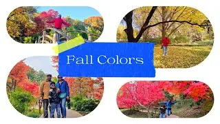 #fall #fallcolors #fallfoliage #maple #dallas #usa #video #nature 
