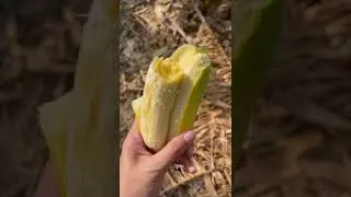 Beautiful Nature with Rural Life - Harvest ambarella fruit, cashew fruit, mulberry and banana