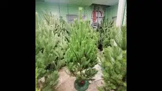 Сосна обыкновенная Новогодняя!