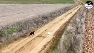 LIEBRES Y GALGOS CYL  TEMPORADA 25 26     29