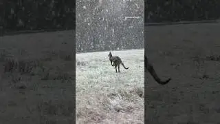 Watch kangaroos hop through snow as cold front hits Australia