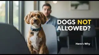 This Is Why Dogs Can’t Sit on Restaurant Chairs