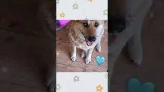 The dog watches the inspection of the frame plane (Собака наблюдает за  созданием плоскости каркаса)