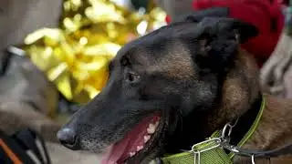 Search and Rescue: French Civil Protection Dogs Go on Training Trips