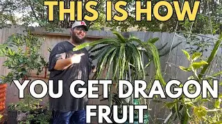 Why Pruning My Dragon Fruit Was The Best Way To Get Fruit