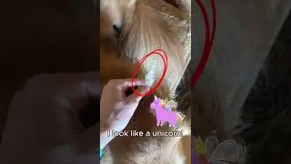 Dog Detangler Spray Grooming Hack #dogproducts #doggroomingtips #dogshorts #dogvlog #doghacks #dog