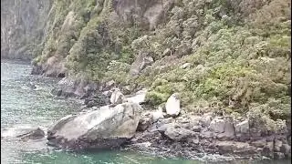 At #milford  #sound  in #newzealand Sea lions Laying on the Rock #beautiful #sealions #southisland