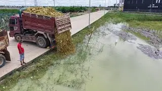 Perfect Starting New Project!Dump Truck Filling Land Delete Pond Expert Bulldozer D20P Pushing Soil 