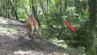 Three wolf chases after a deer