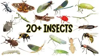 Insects Name | Learn 20 Insects Names for Kids in English | Names of insects | #insects