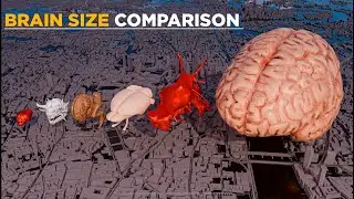 Animals and monsters brain size comparison | T-REX vs SCP-3000