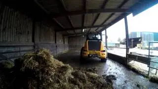 Mucking out the calving shed.