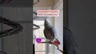 Symon says: Hello Sweetheart💕🤗🦜#greyparrot #talkingbird #parrotsofyoutube #cute #love #pets #cag