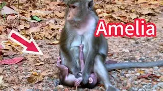 Bad Situation Moment Baby Monkey Amelia Get Weaning Horribly