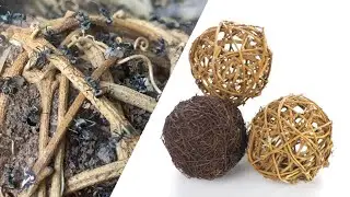 ANTSTORE Polyrhachis dives bekommt eine neue Nestkugel