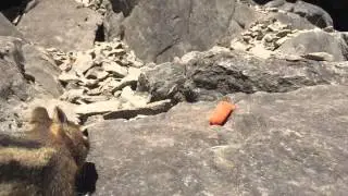 Chippmunk