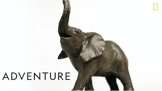 National Geographic | Caswell Sculpture: African Elephant Sculpture