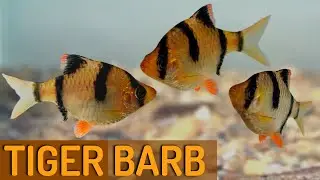 Are Tiger Barbs Aggressive? Full Behavior Breakdown