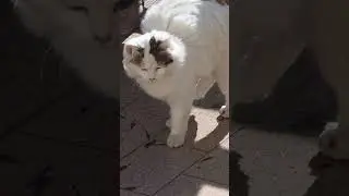 Snowflake ❄️ Cuddly Bunny 🐯Subscribe! 🥰#&nbsp; catlover baby cat kitten Kitty&nbsp;