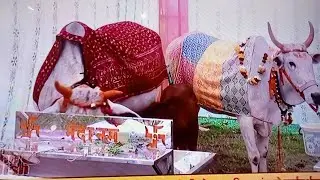 Gaomata ji ki dekhbhal karni chahiye 🐄 @poojakushwaha-f2z #videoviral  #gaomata #yiutubeviralshorts 