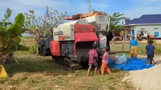 Kubota DC-70 Plus in Action | Skilled Driver Demonstrates Amazing Rice Harvesting Skills