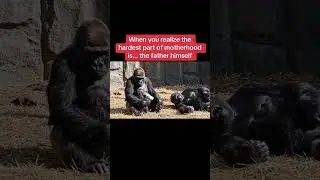 #funny#funnyshorts#gorillas #gorilla#parents#motherhood  #shorts#mother#babyshorts#parent#postpartum