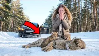 Дикий камышовый кот ЛЁЖАЛ на дороге. Девушка остановилась — и увидела УЖАСНОЕ!