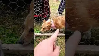 a #bunny and a #corgi #shibc shibaclassic.io #uniswap #biconomy #rabbit #bugs #elizabethII #crypto